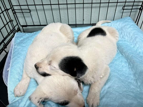 Puppies huddle together with their eyes tightly shut in hallway crate at overcrowded shelter hoping to find help and a home