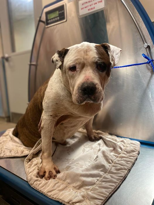 Needed: Kindhearted person to help an old obese dog slated to die alone at Miami shelter