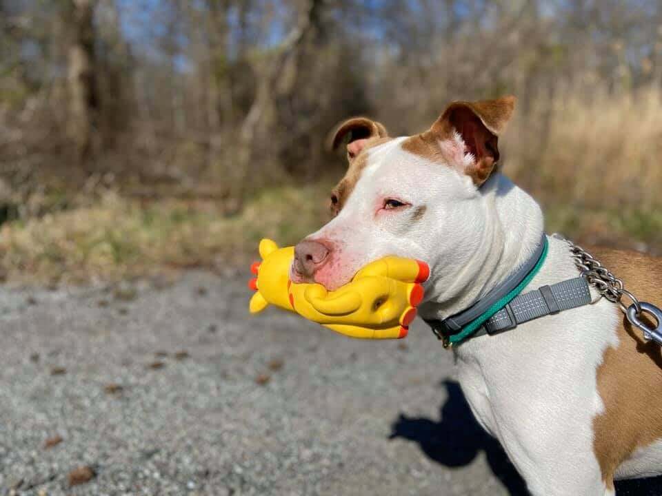 spot-4