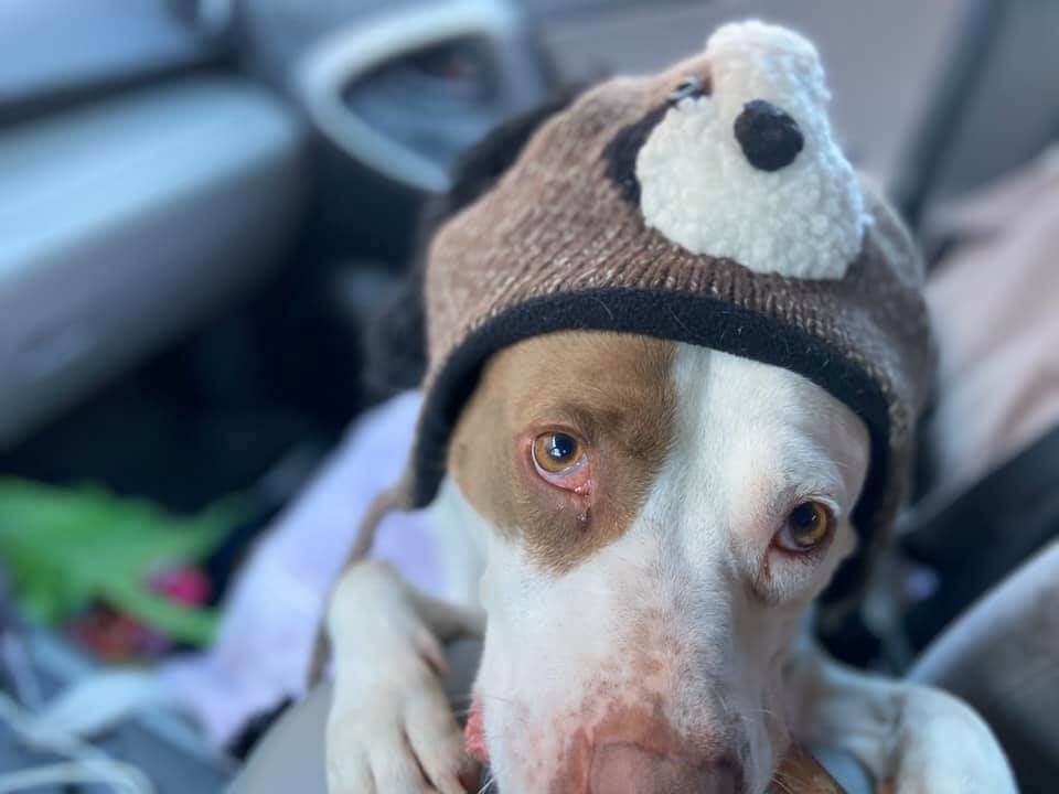 ‘Will anyone ever want me?’ Dog adopted, given away and nearly starved to death waits to rewrite his history