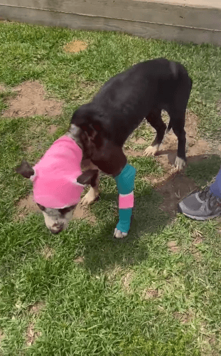 ‘Spring’ left injured in middle of road with bite marks from staged dog fight battles to survive