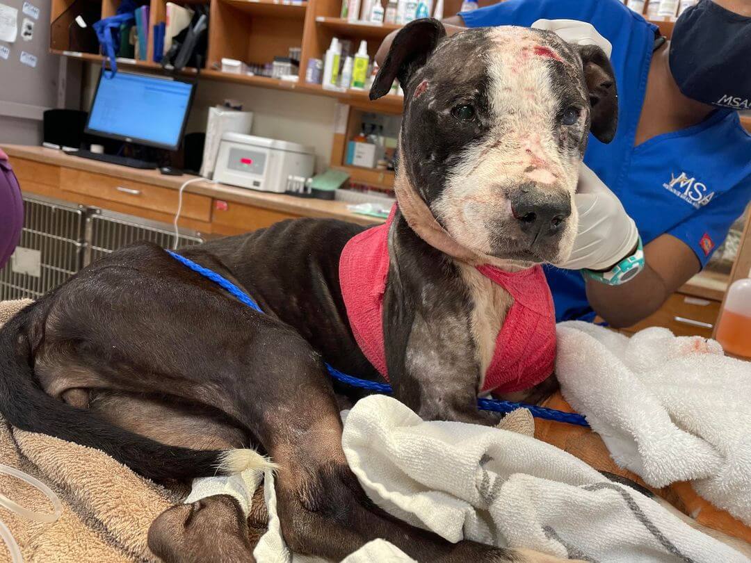 Update on ‘Spring’ left severely injured with bite marks in the middle of the road