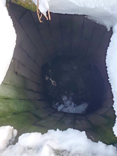 Lost dog stranded in 10 feet deep silo, lost 33 pounds survived and reunited with his family