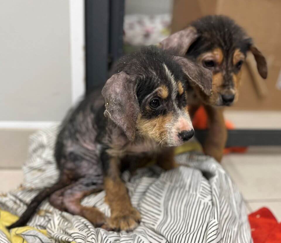 Devastating update for surviving three-month-old puppy found in trash bin