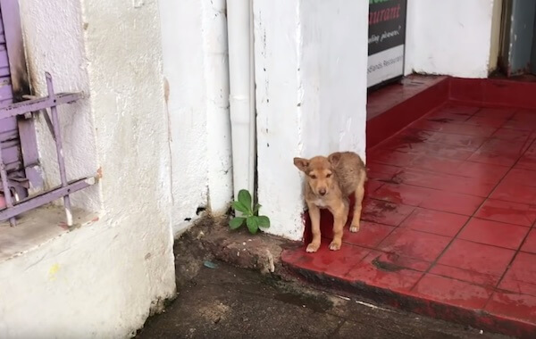 Sri Lanka pup