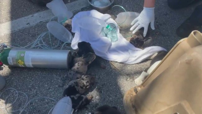 Firefighters in St. Louis rescue 10 newborn puppies from house fire