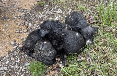 When Irish eyes are smiling: 6 puppies abandoned on side of road spotted by kind bus driver