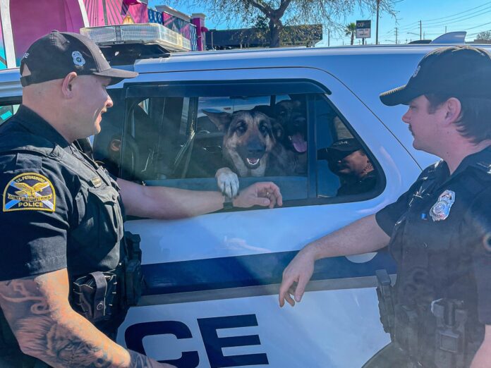 Canine caper in St. Pete: Trio of German Shepherds jump in woman’s car ready for adventure