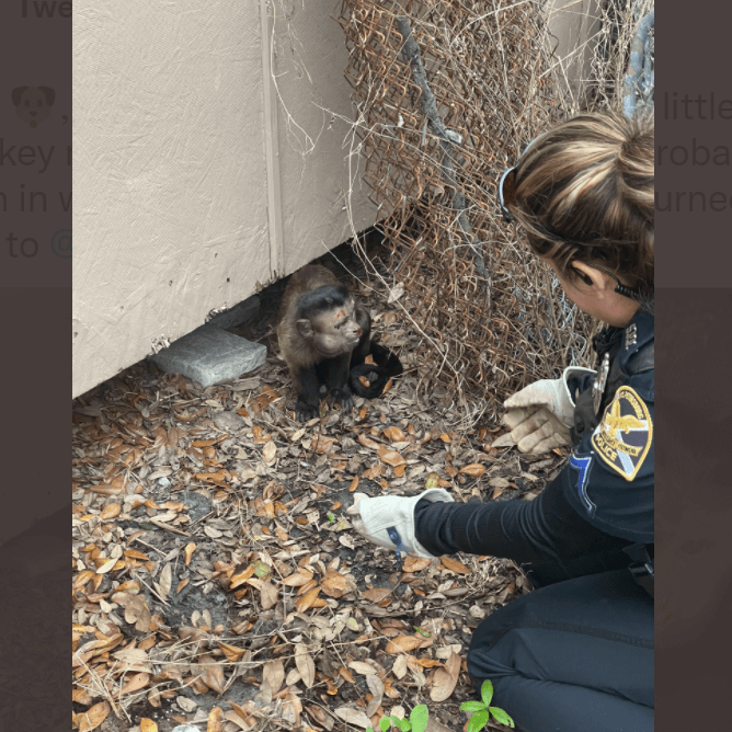 St. Pete officer rescues a monkey and a lost dog during the same shift