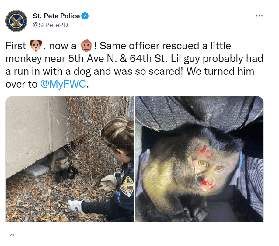 st-pete-monkey-3