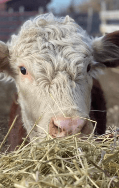 Lucky young cow escaped Queens slaughterhouse now enjoying life at New Jersey sanctuary