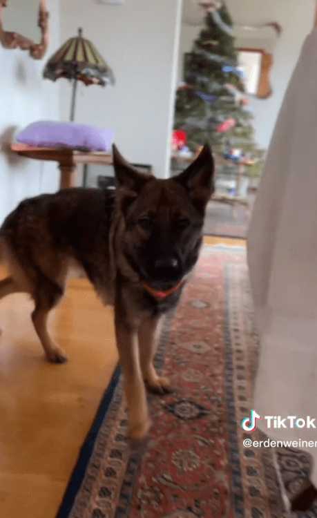 stair-pup-2