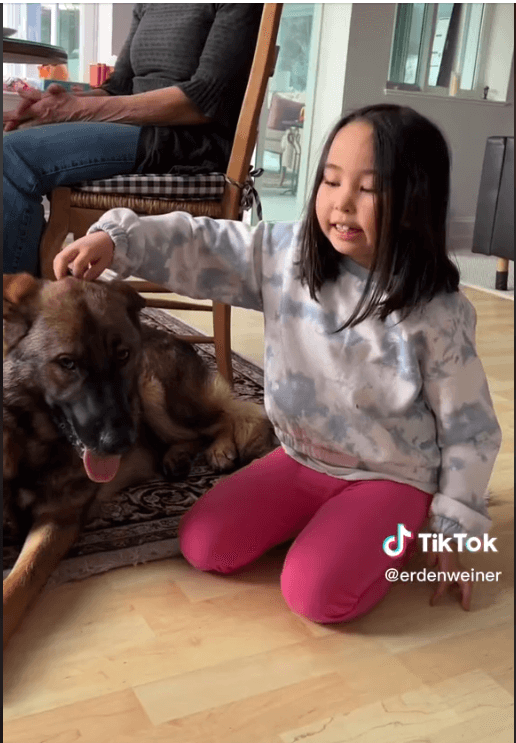 ‘Found dog on Craigslist’: Shepherd came from a breeder who didn’t want her