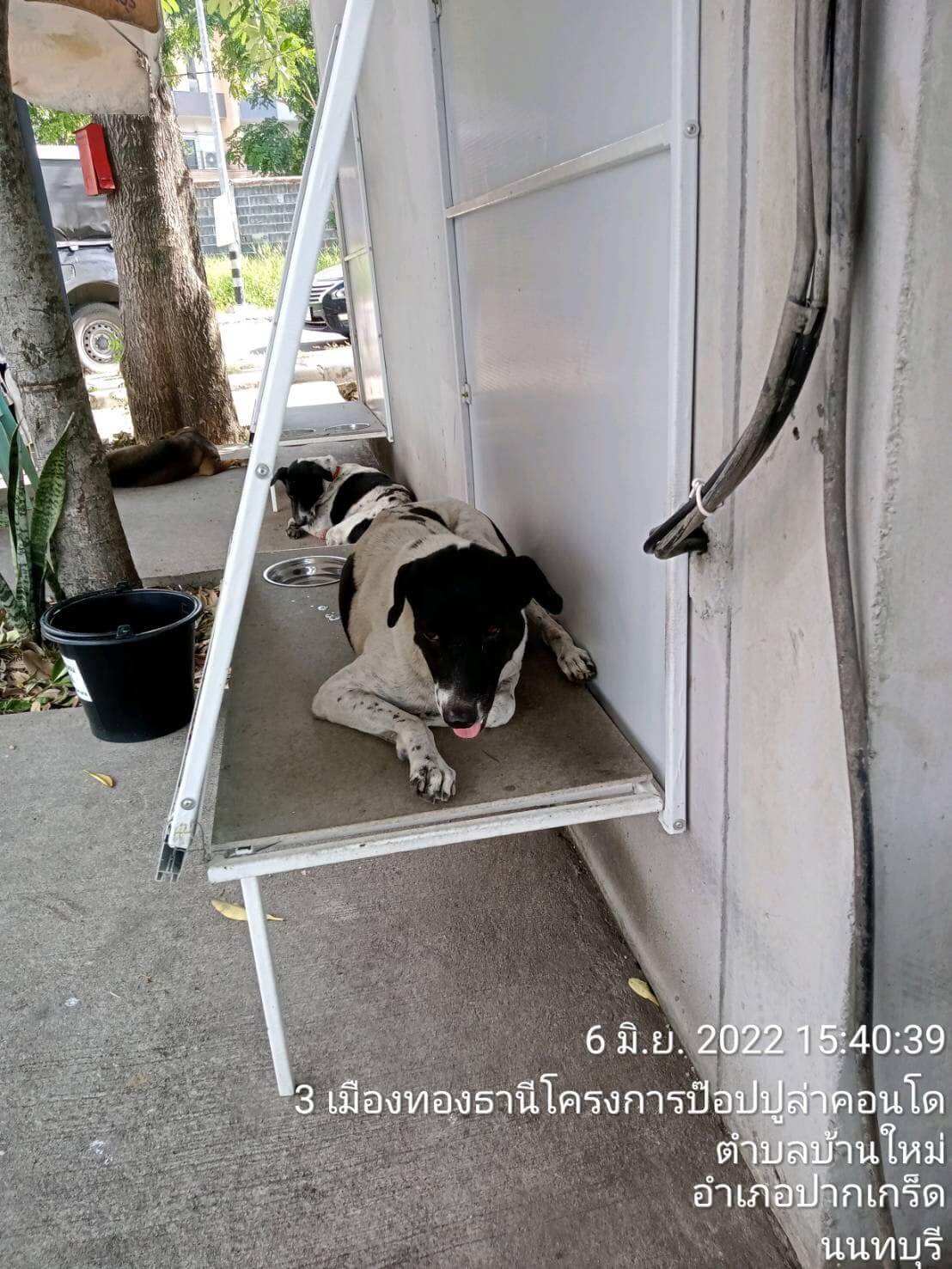 Thailand government reuses old billboards to make dog shelters for strays