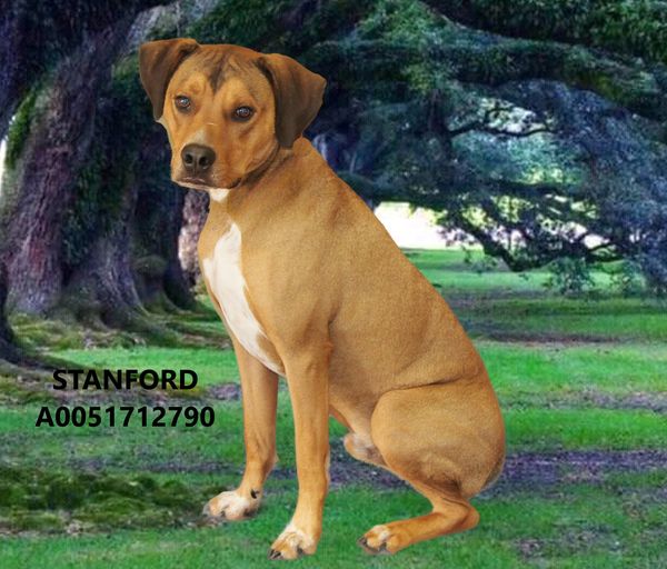 East Texas dog who donated blood to another dog but scheduled to be euth’ed has been rescued