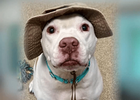 Perfect ‘Stanley’ abandoned in Tennessee and now back in Florida shelter seeking new home