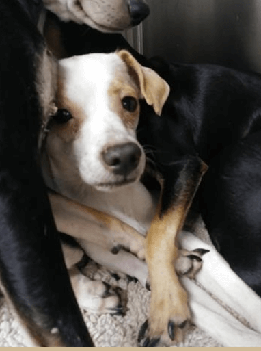 Sick pup hugged and comforted by kennel mate at shelter
