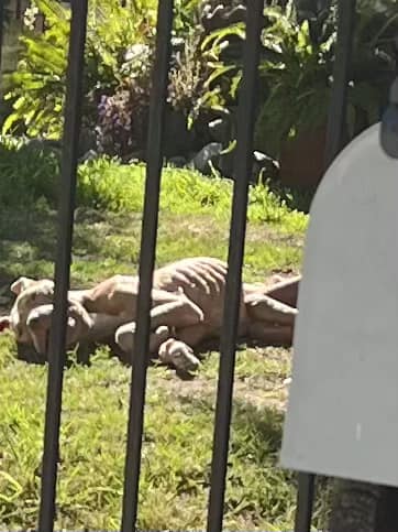 Owner insisted he fed his emaciated dog and shed tears when he hugged pup goodbye but…