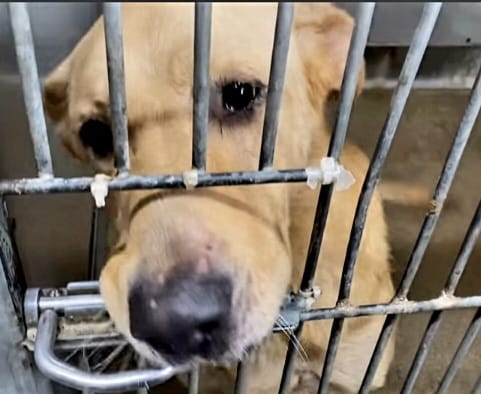 Sweet senior will steal your heart if given a chance but is on shelter list to die