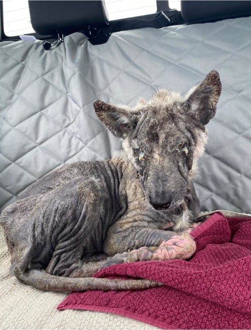 Stray dog used to be invisible and not one person helped her until the world had mercy on her