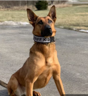 Man arrested trying to drown K9 officer during foot chase