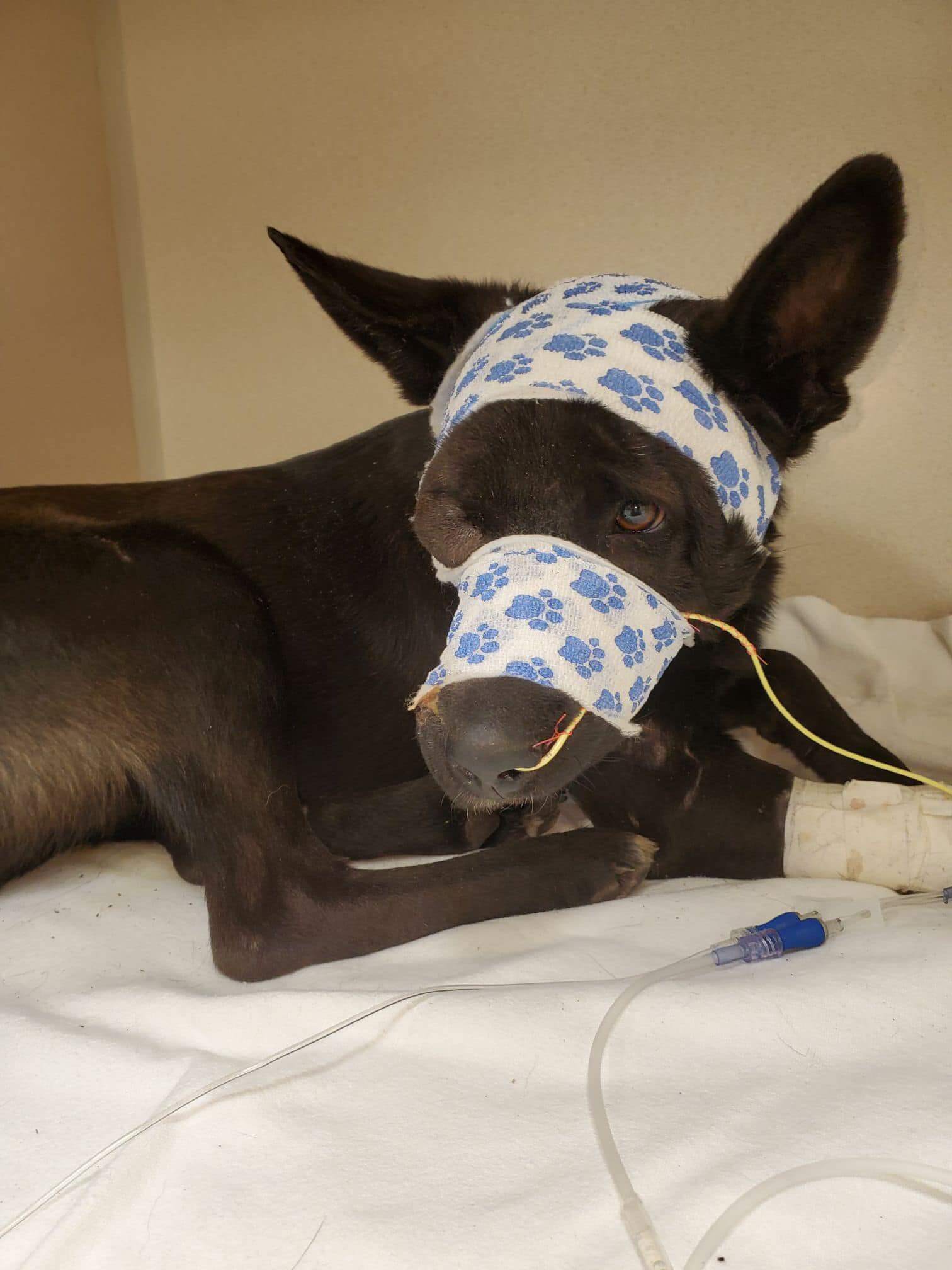 Shepherd intentionally slashed on side of face rallies awesome support and care with Houston rescue group