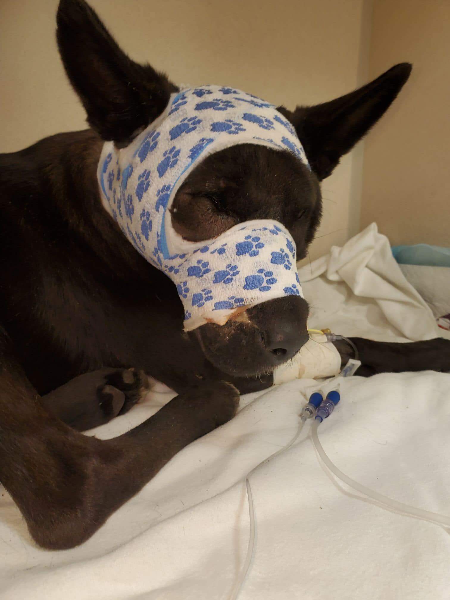 Heartwarming update on shepherd intentionally slashed in face