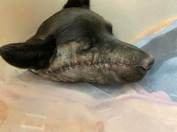 steve-the-dog-update