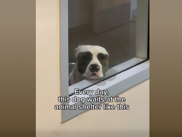 Dog that stared out shelter window every day waiting to be adopted finds his loving home
