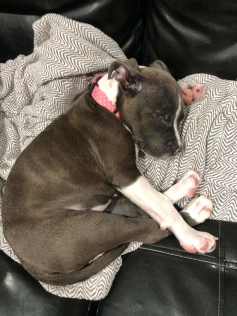 Special four-month-old blind puppy looking for a loving home