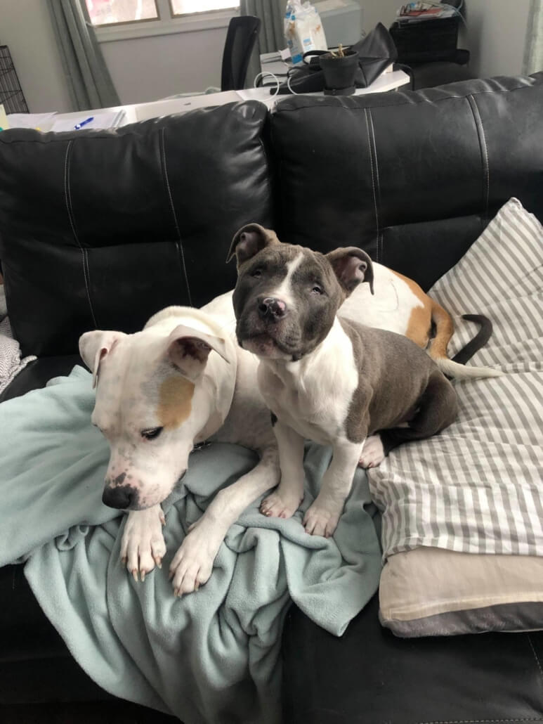 stevie-pb2-773x1030-1