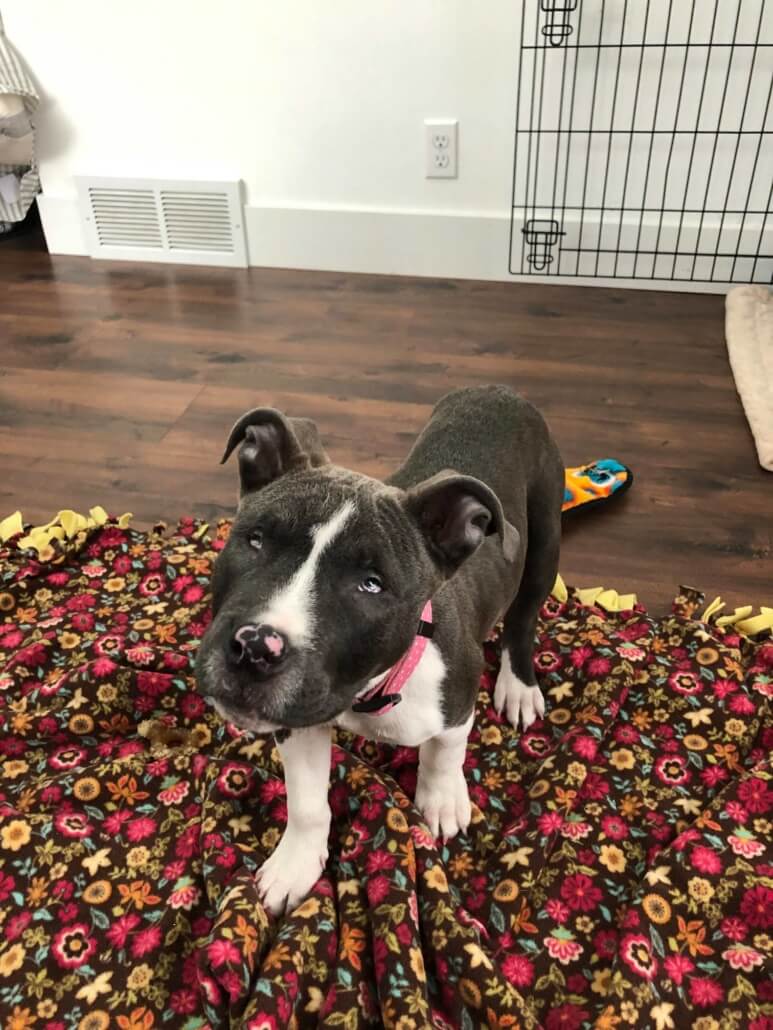 stevie-pb3-773x1030-1