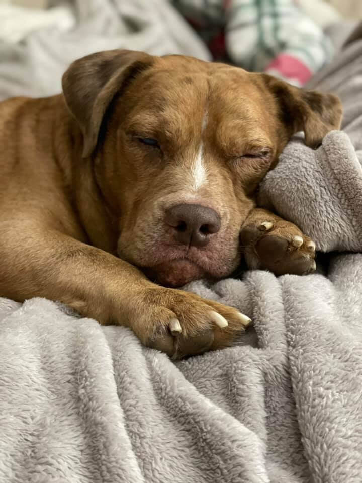 stevie-the-dog
