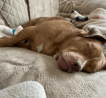 Blind dog who spent 8 years tied in chains finally finds his forever home