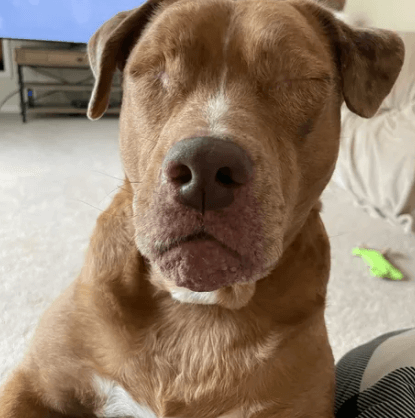 stevie-the-dog2