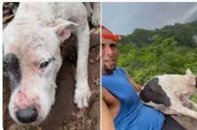 Hiker with Heart: Man Rescues Lost Dog on Oahu’s Mountainside