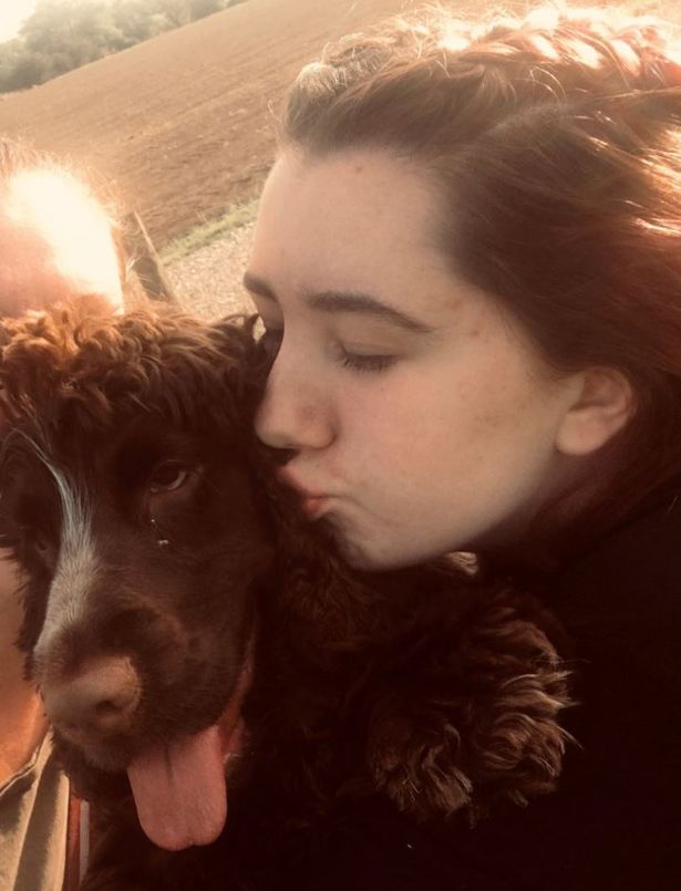 stevie-the-spaniel-1-1