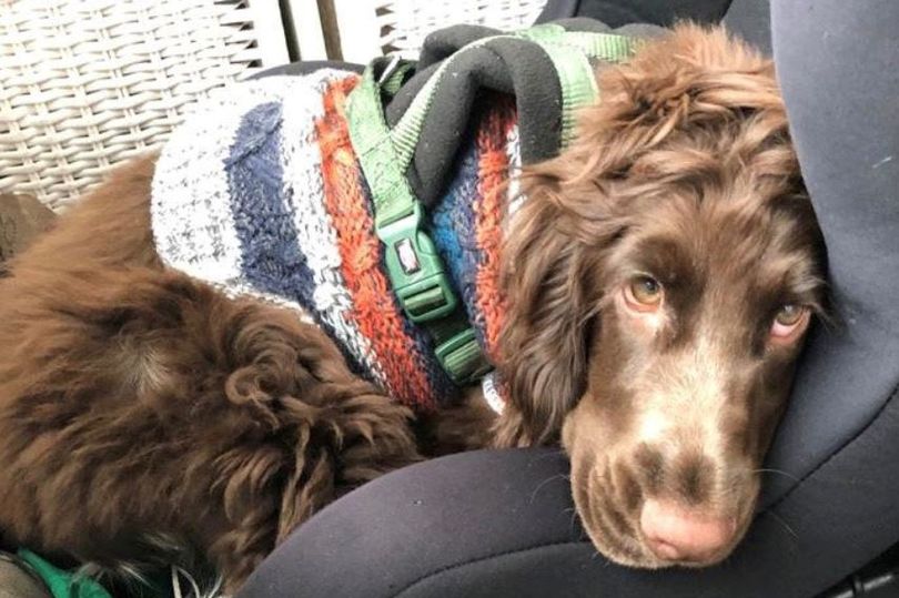 Stevie the spaniel