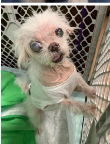 Hoping for help: Florida rescue could not turn blind eye to senior dog’s plight