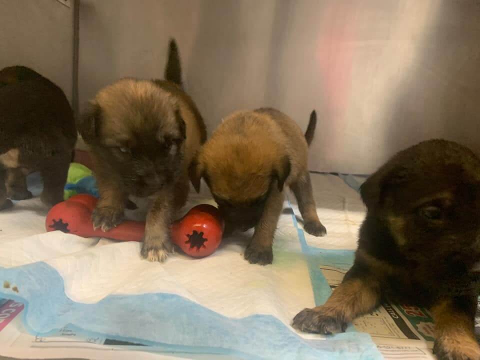 Five 1-month-old puppies abandoned in Oklahoma park as temperatures soared over 100 degrees