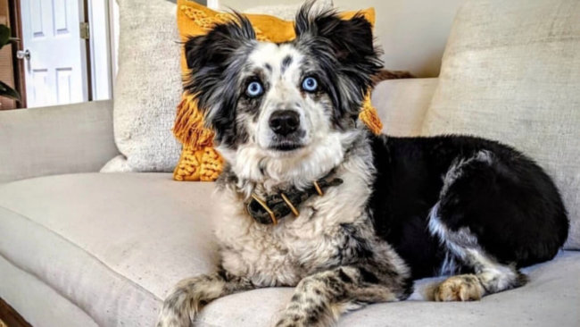 Dog stolen 4 months ago from San Francisco grocery store found