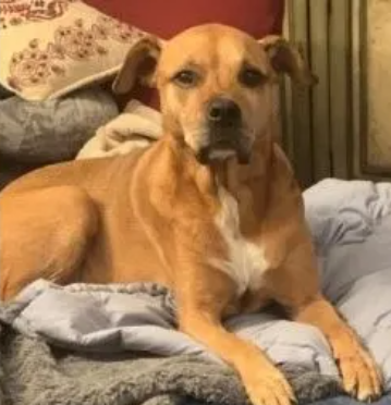 Owner reunited with dog stolen after brutal attack at 7-Eleven store in Hollywood