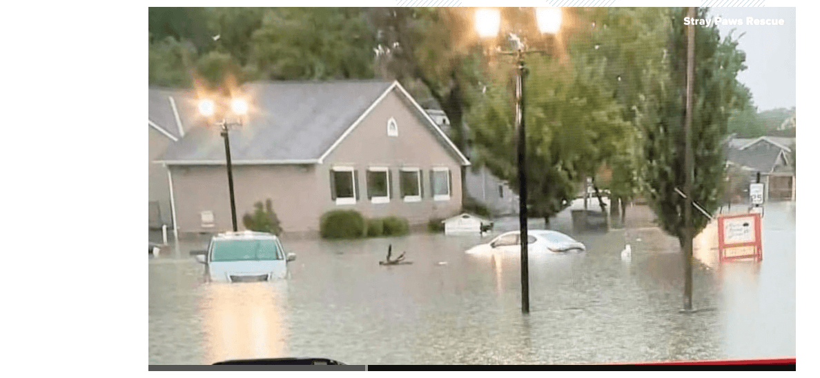 10 puppies drown at shelter inundated with water during storm