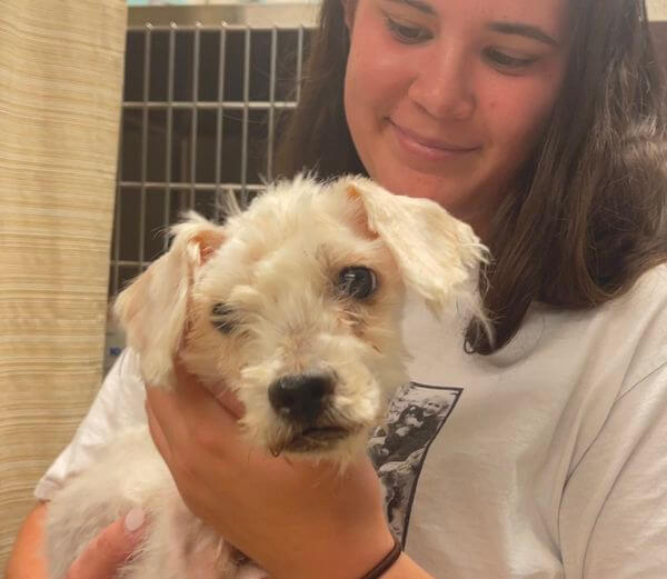 UPDATE: Ailing pup given away on Craigslist and then abandoned
