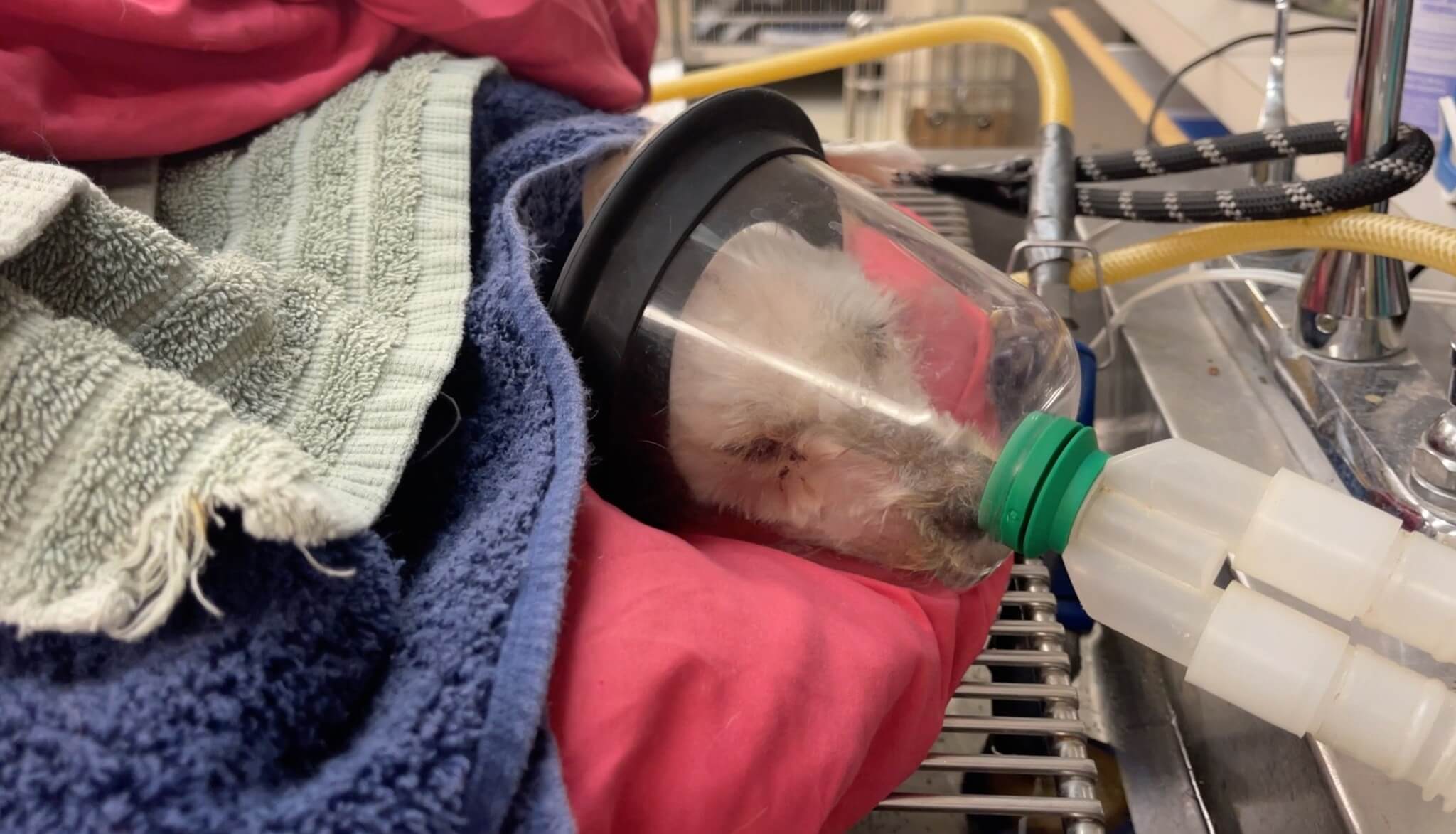 Pup given away on Craigslist found lying next to Good Samaritan’s car