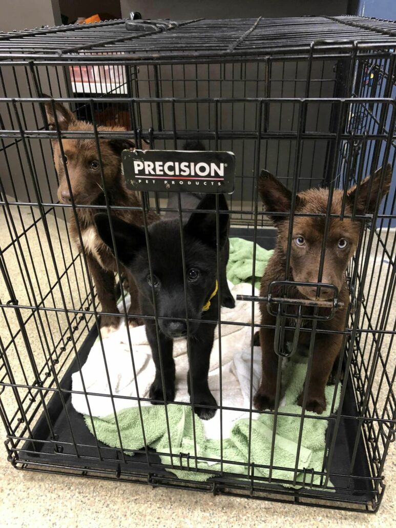 stray-crated-dogs-1-773x1030-1