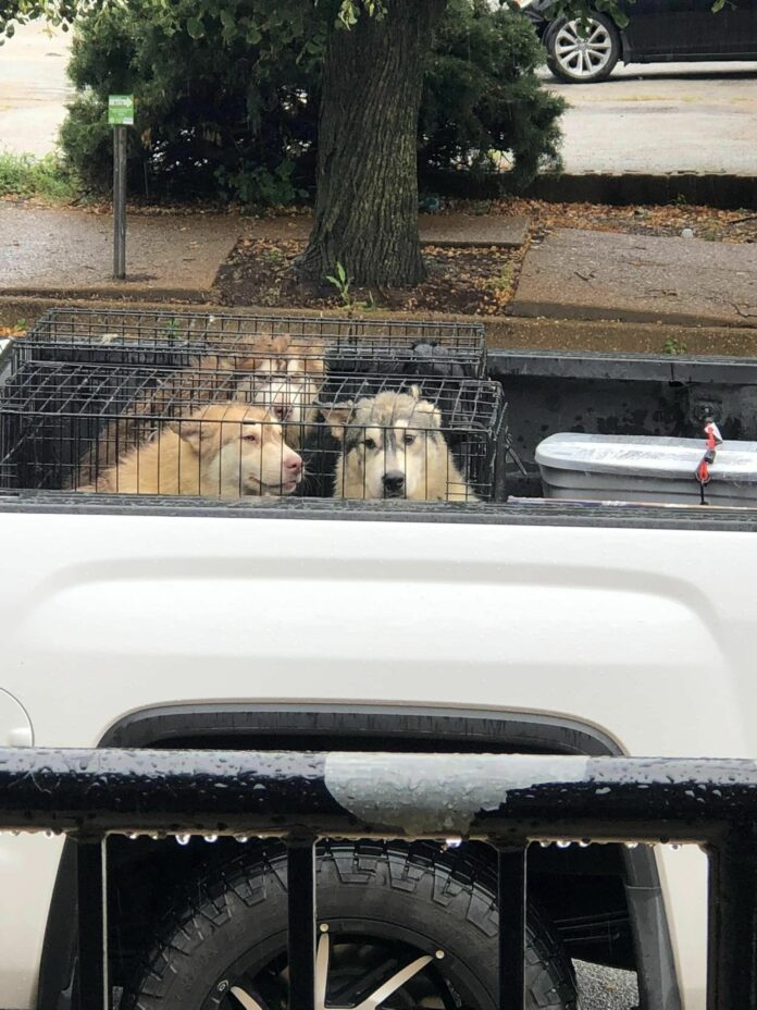 Stray crated dogs