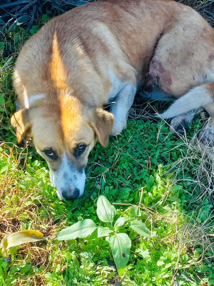 ‘Just a stray dog’ Heartbreaking pup just trying to survive shot and needs rescue