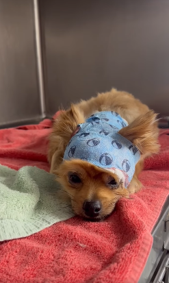 Pint-sized stray pooch attacked and injured needs a hero now