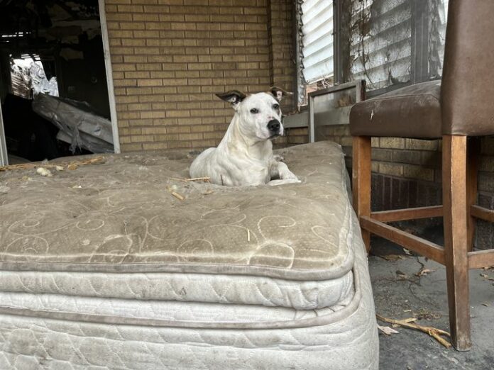 Wind chill in St. Louis ‘0’ as local animal rescue volunteers brave elements for dogs in dire need